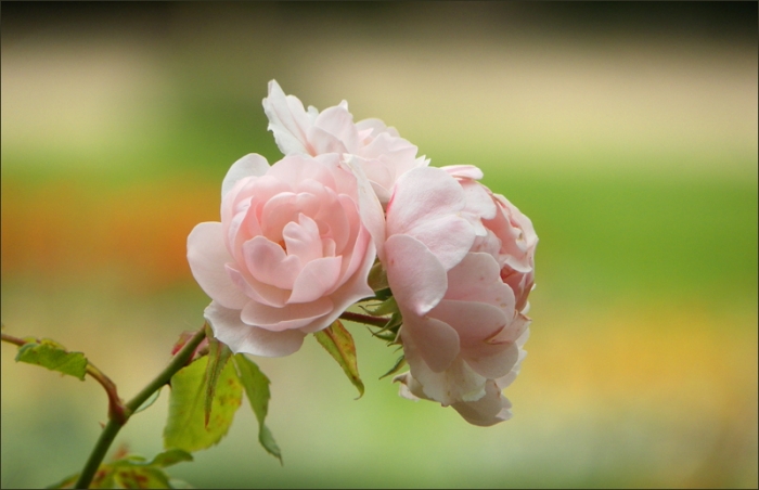 Rosen