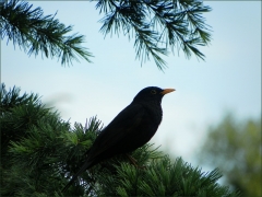 Amsel Amsel