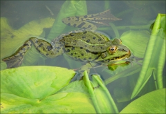 Wasserfrosch Wasserfrosch