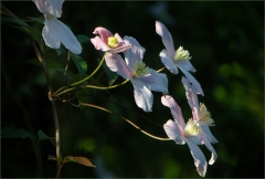 Clematis Clematis