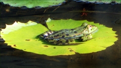 Wasserfrosch