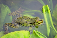 Wasserfrosch Wasserfrosch