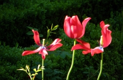 Drei Tulpen Drei Tulpen