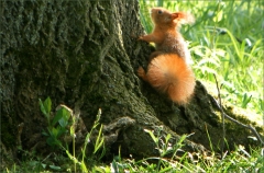 Eichhörnchen Eichhörnchen