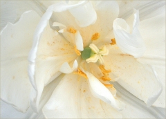 Weisse Tulpe Weisse Tulpe