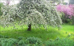 Bl�hender Apfelbaum