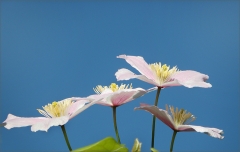 Clematis Clematis