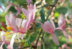Blüten Blüten