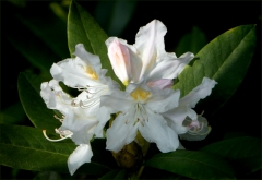 Rhododendron Rhododendron