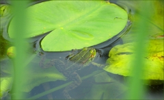 Wasserfrosch Wasserfrosch