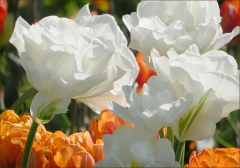 Tulpen Tulpen
