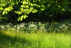 Wildwiese im Mai Wildwiese im Mai