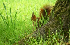 Eichhörnchen Eichhörnchen