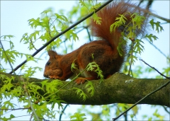 Eichhörnchen Eichhörnchen