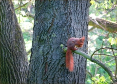 Eichhörnchen Eichhörnchen