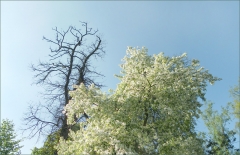 Blühender Baum Blühender Baum