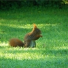 Eichh�rnchen