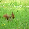 Pfingstsonntag