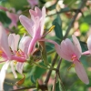Blüten Blüten