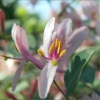 Bl�te