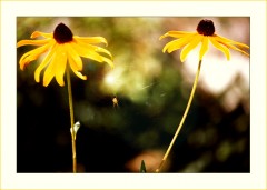 Kleine Spinne zwischen gelben Blüten