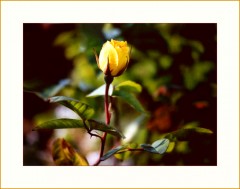 Gelbe Sommerrose Gelbe Sommerrose