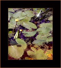 Sommerteich Sommerteich