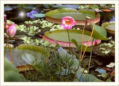 Lotusblüten Lotusblüten