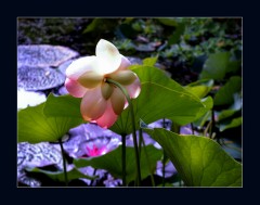 Teichblüte Teichblüte