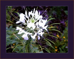 Weiße Blüte mit vielen Blüten Weiße Blüte mit vielen Blüten
