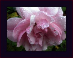 Rosa Rose im Regen Rosa Rose im Regen