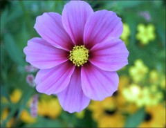 Voll entfaltete Blüte Voll entfaltete Blüte