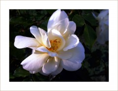 Rose im Morgentau Rose im Morgentau