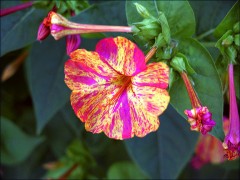 Gesprenkelte Blüte Gesprenkelte Blüte