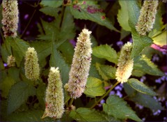 Blütenpelze Blütenpelze