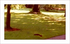 Ein Eichhörnchen Ein Eichhörnchen