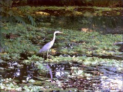 Ein Fischreiher Ein Fischreiher