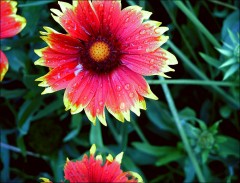 Blütenimpression Blütenimpression