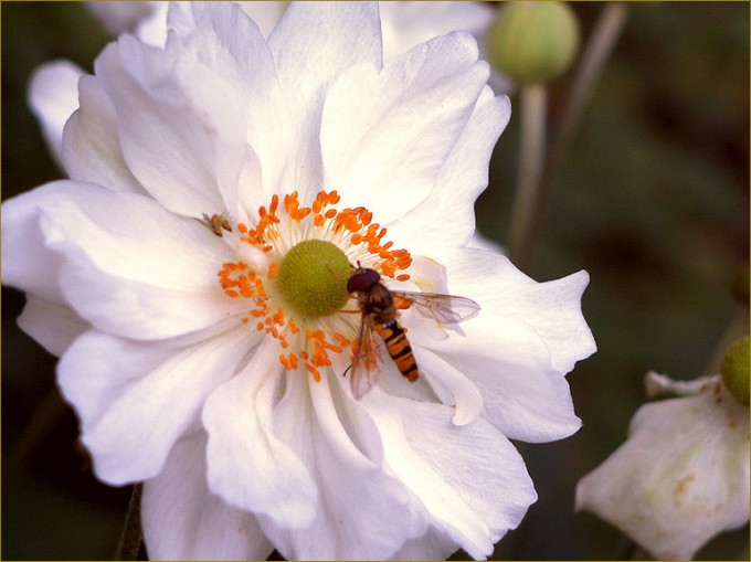 Noch eine Schwebefliege