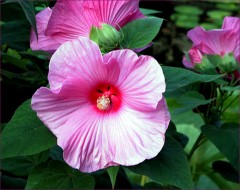 Hibiscusblüten Hibiscusblüten