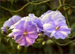 Blaue Blüten Blaue Blüten