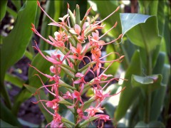 Viele Blüten Viele Blüten