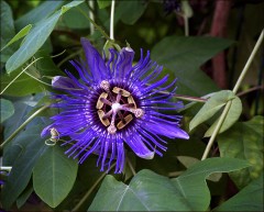 Blaue Blüte Blaue Blüte