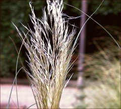 Blühendes Gras Blühendes Gras