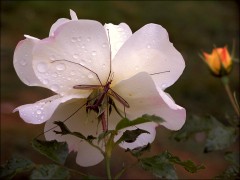 Insekt und Rose Insekt und Rose