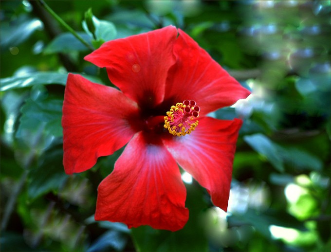 Rote Hibiscusblüte