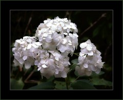 Weisse Hortensien Weisse Hortensien