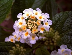 Kleine Blüte Kleine Blüte