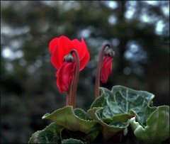 Zwei Blüten bei Einbruch der Dunkelheit Zwei Blüten bei Einbruch der Dunkelheit