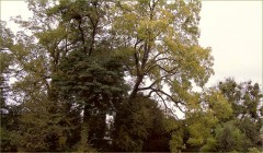 Romantische Bäume Romantische Bäume